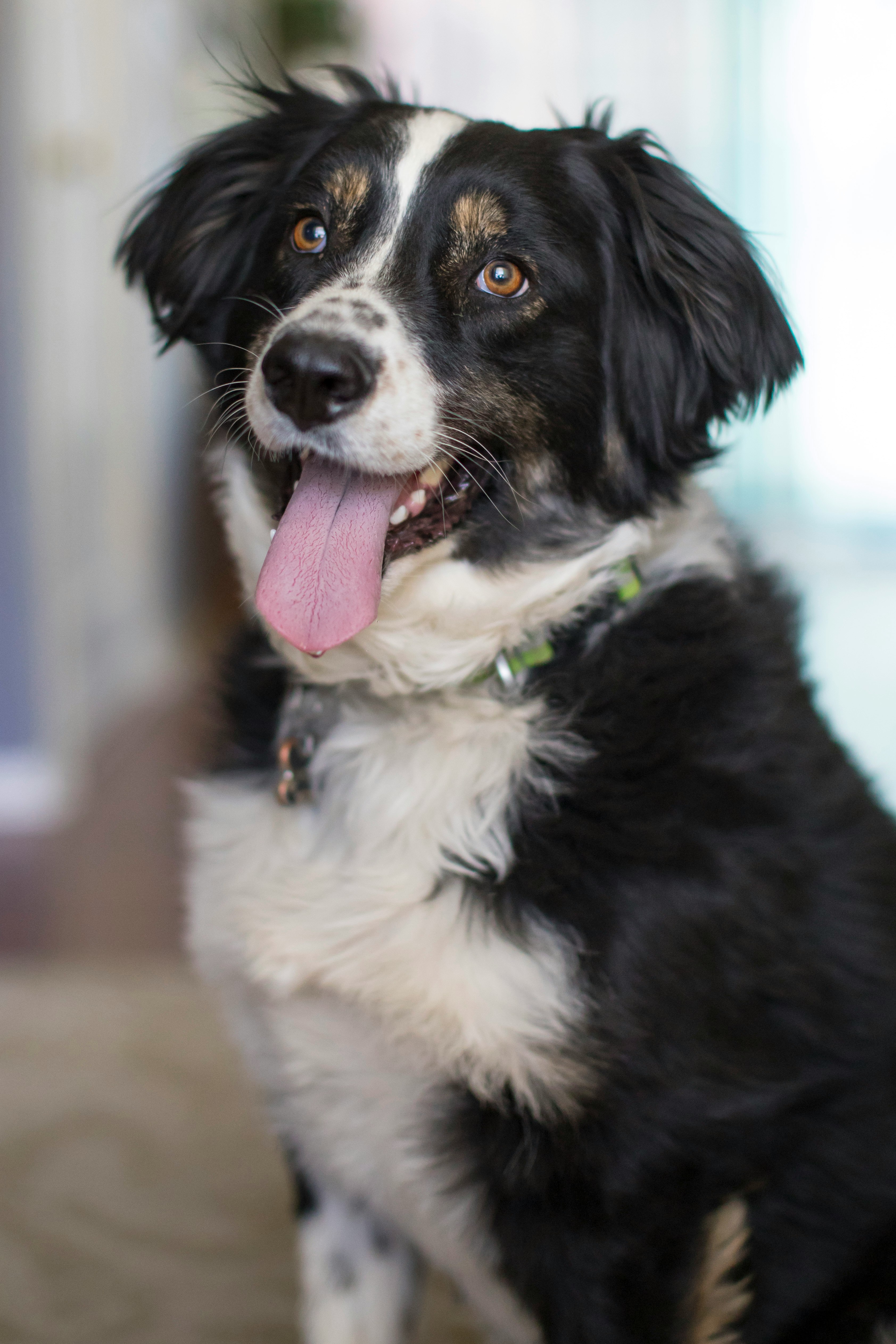 black and white border collie